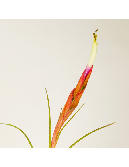 Tillandsia Rectifolia Ecoterrazas