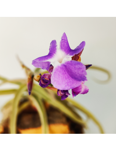 Tillandsia Streptocarpa Ecoterrazas