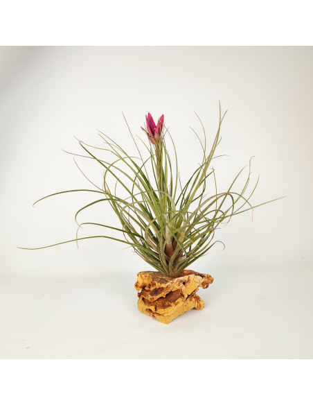 Floribunda Tillandsia Ecoterrazas