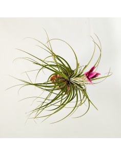 Tillandsia Floribunda Ecoterrazas 2