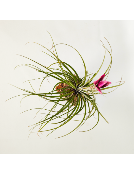 Floribunda Tillandsia Ecoterrazas
