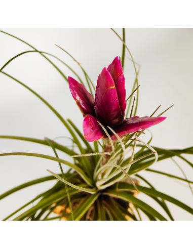 Tillandsia Floribunda Ecoterrazas