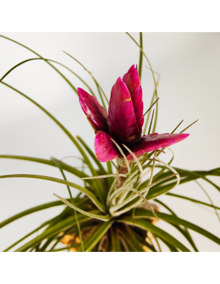 Floribunda Tillandsia Ecoterrazas