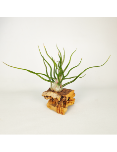 Tillandsia Showtime Ecoterrazas
