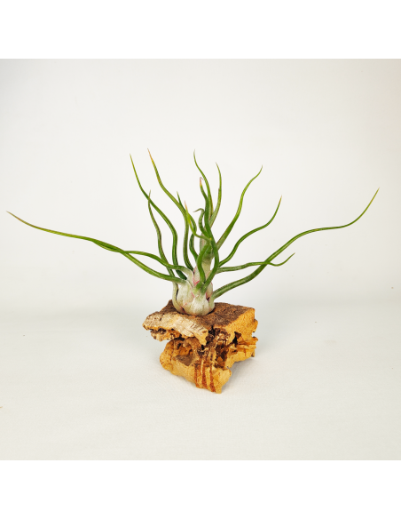Tillandsia Showtime Ecoterrazas