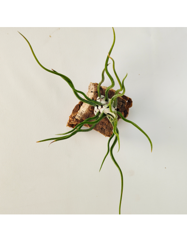 Tillandsia Showtime Ecoterrazas