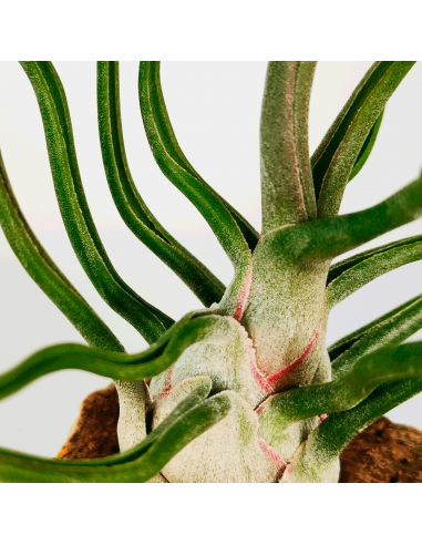 Tillandsia Showtime Ecoterrazas