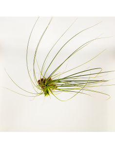 Tillandsia Tricolor Alba Ecoterrazas 2