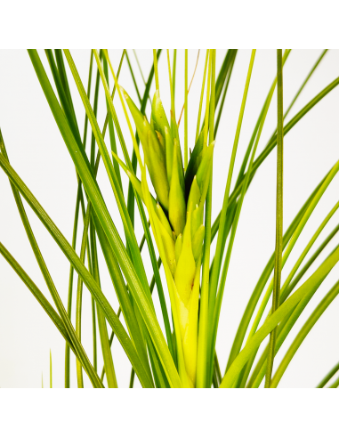Tillandsia Tricolor Alba Ecoterrazas