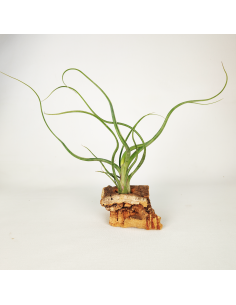Tillandsia Wavy Wonder Ecoterrazas