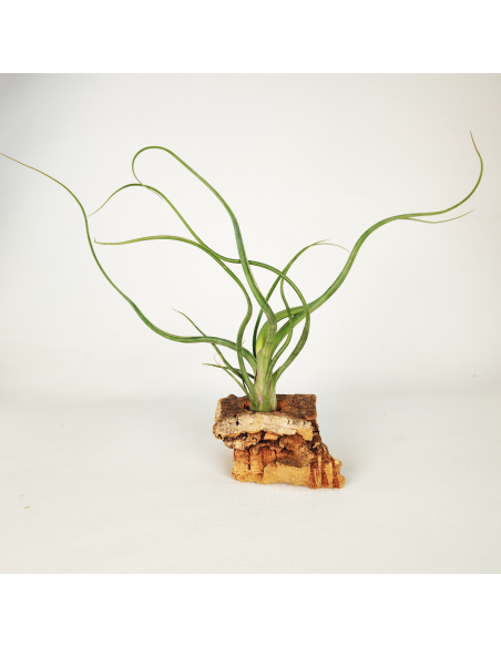 Tillandsia Wavy Wonder Ecoterrazas