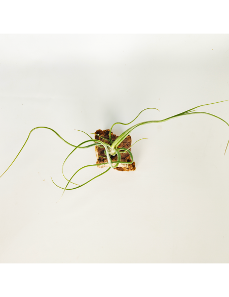 Tillandsia Wavy Wonder Ecoterrazas