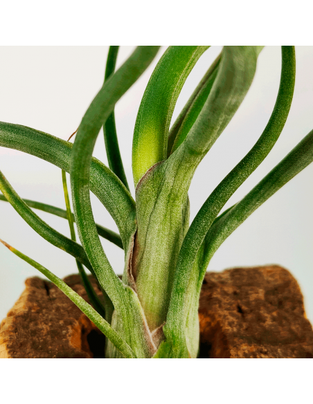Tillandsia Wavy Wonder Ecoterrazas