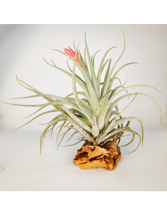 Tillandsia Singapore Sling Ecoterrazas 2
