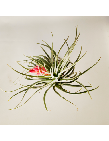 Tillandsia Singapore Sling Ecoterrazas