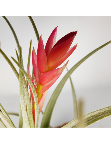 Tillandsia Singapore Sling Ecoterrazas