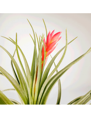 Tillandsia Singapore Sling Ecoterrazas