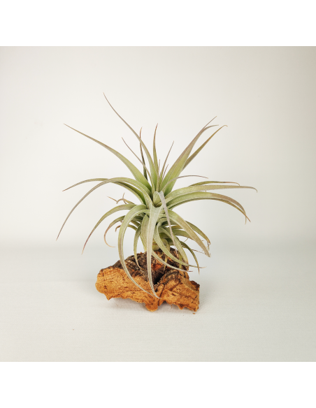 Tillandsia Bergeri X Recurvifolia Subsecundifolia Ecoterrazas