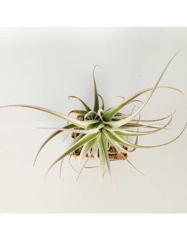 Tillandsia Bergeri X Recurvifolia Subsecundifolia Ecoterrazas