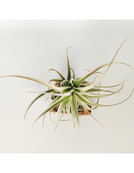 Tillandsia Bergeri X Recurvifolia Subsecundifolia Ecoterrazas