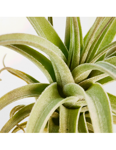 Tillandsia Bergeri X Recurvifolia Subsecundifolia Ecoterrazas