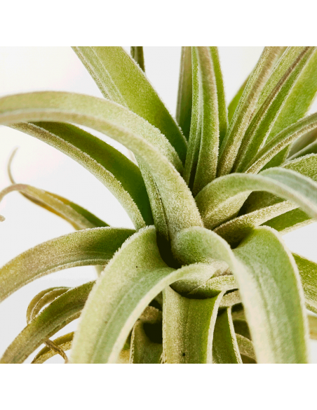 Tillandsia Bergeri X Recurvifolia Subsecundifolia Ecoterrazas