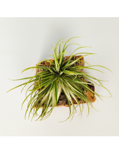 Tillandsia Tenuifolia Variedad Saxicola Ecoterrazas 2