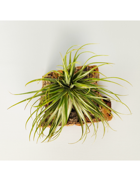 Tillandsia Tenuifolia Variedad Saxicola Ecoterrazas