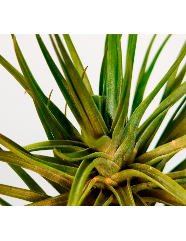 Tillandsia Tenuifolia Variedad Saxicola Ecoterrazas
