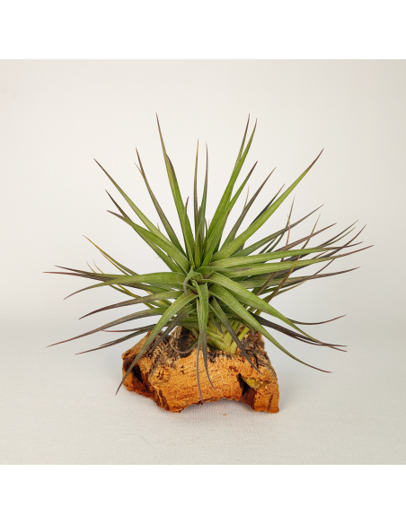Tillandsia Stricta Hart X Aeranthos Ecoterrazas