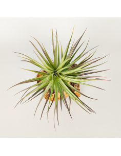 Tillandsia Stricta Hart X Aeranthos Ecoterrazas 2