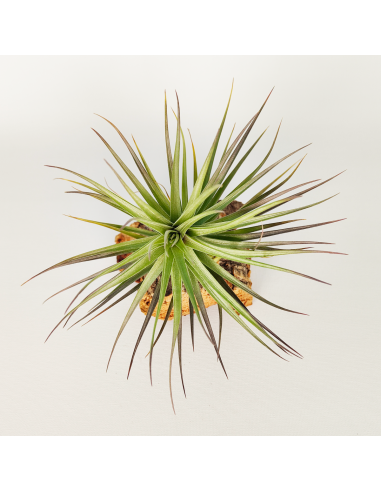 Tillandsia Stricta X Aeranthos Ecoterrazas
