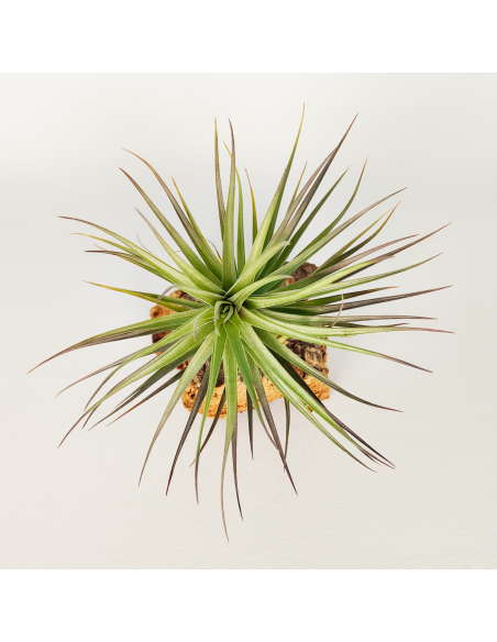 Tillandsia Stricta Hart X Aeranthos Ecoterrazas