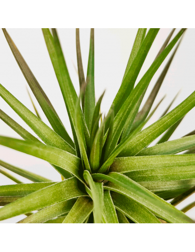 Tillandsia Stricta X Aeranthos Ecoterrazas
