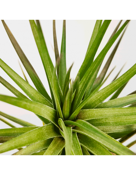 Tillandsia Stricta Hart X Aeranthos Ecoterrazas