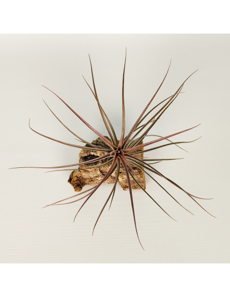 Tillandsia Holm´s Airside Ecoterrazas