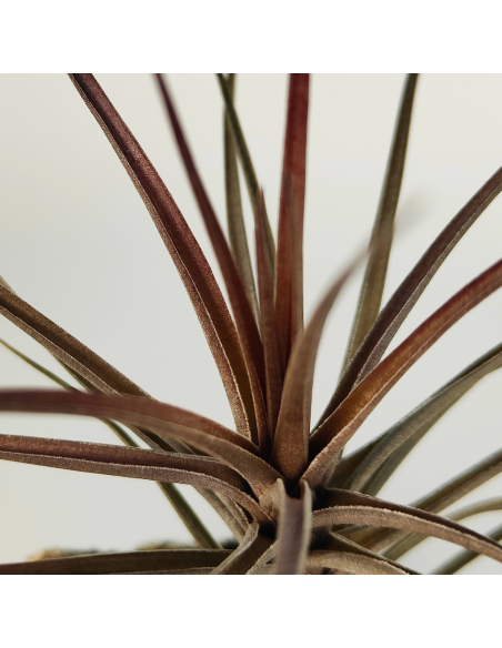 Tillandsia Holm´s Airside Ecoterrazas