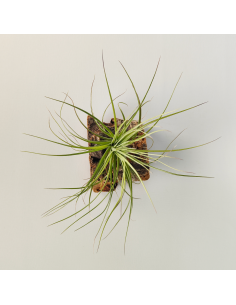 Tillandsia Holm´s Purple Star X Globosa Ecoterrazas 2