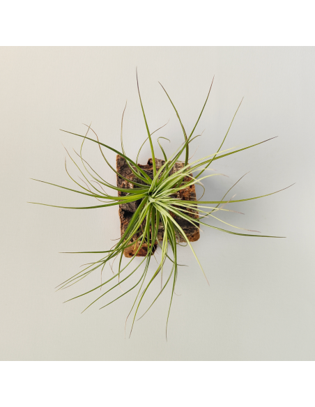 Tillandsia Holm´s Purple Star X Globosa Ecoterrazas