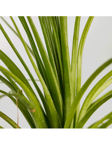 Tillandsia Holm´s Purple Star X Globosa Ecoterrazas