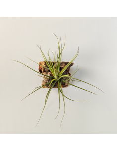 Tillandsia Holm´s Quartzite Ecoterrazas 2