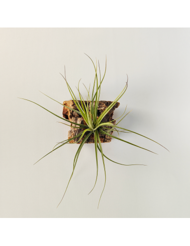 Tillandsia Holm´s Quartzite Ecoterrazas