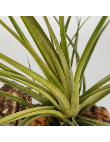 Tillandsia Holm´s Quartzite Ecoterrazas
