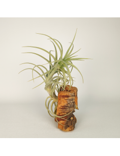 Tillandsia Sweet Isabel Ecoterrazas