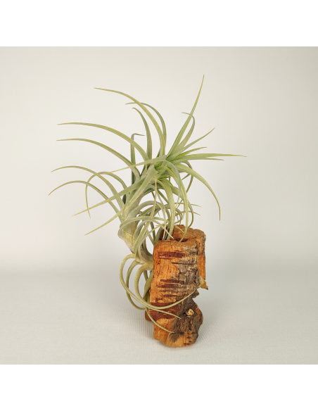 Tillandsia Sweet Isabel Ecoterrazas