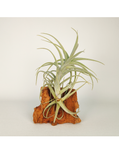 Tillandsia Sweet Isabel Ecoterrazas 2