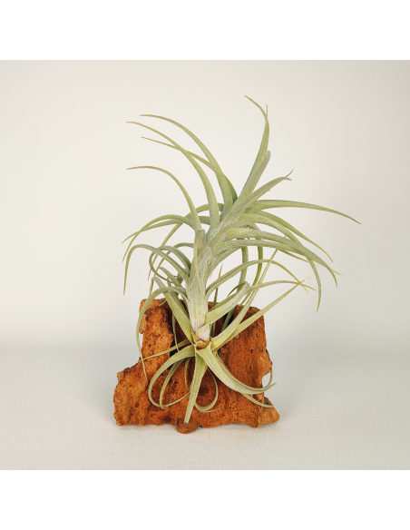 Tillandsia Sweet Isabel Ecoterrazas