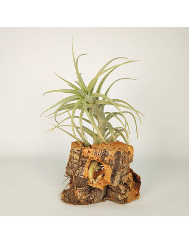 Tillandsia Sweet Isabel Ecoterrazas