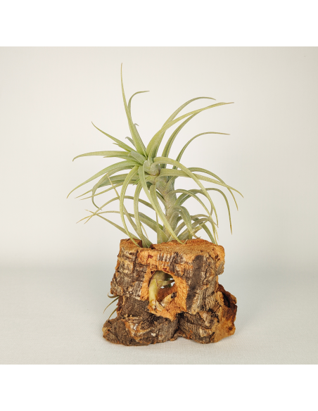 Tillandsia Sweet Isabel Ecoterrazas