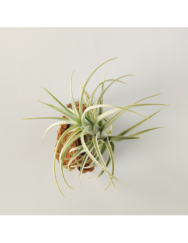 Tillandsia Sweet Isabel Ecoterrazas